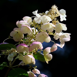 Bouquet de fleurs blanches sur fond noir - Belgique  - collection de photos clin d'oeil, catégorie plantes